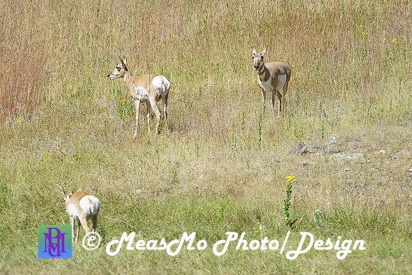 Rapid City_Sep022015_6827