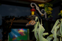 Alexis at Butterfly Sanctuary_July 27, 2018_0020