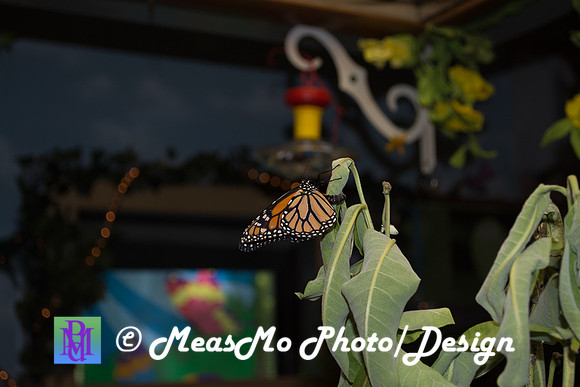 Alexis at Butterfly Sanctuary_July 27, 2018_0020