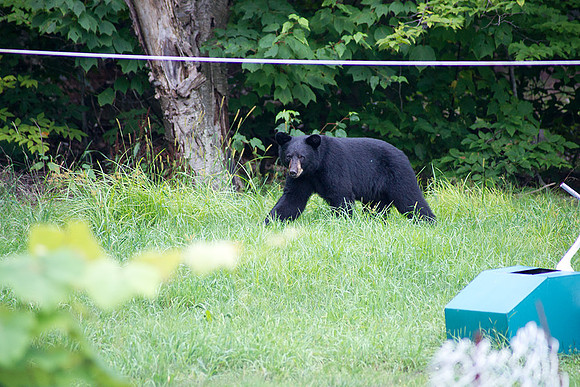 Bear_Aug242014_8498