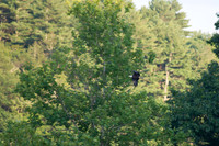 Alexis Helena Eagles_July 28, 2018_0104