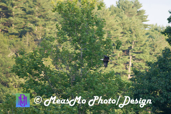 Alexis Helena Eagles_July 28, 2018_0104