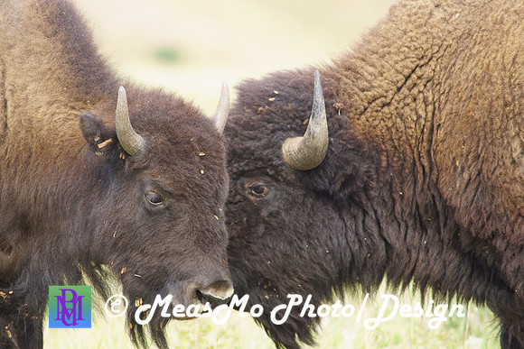 Rapid City_Sep032015_9044