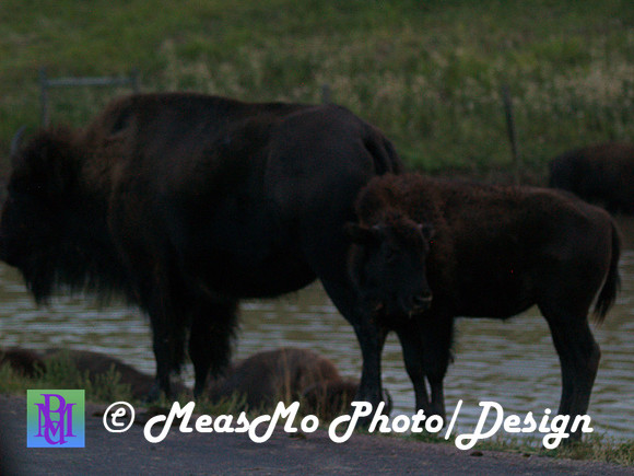 Rapid City_Sep042015_2792