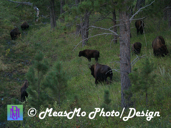 Rapid City_Sep042015_2732