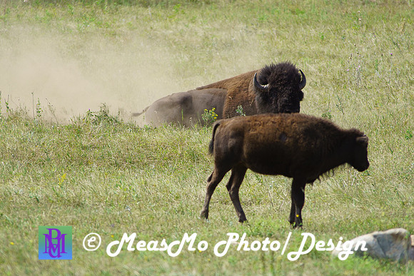 Rapid City_Sep032015_8884