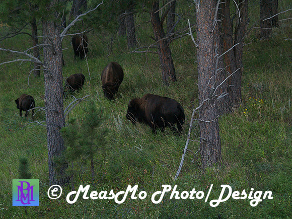 Rapid City_Sep042015_2729