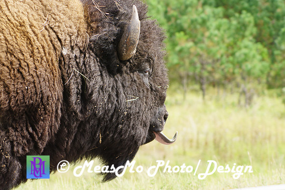 Rapid City_Sep032015_9016