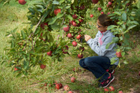 Apple Picking and Picnic_Sep272015_3125