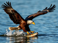 Ph4 bald eagle AI-IP 019