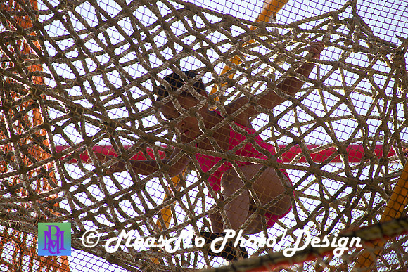 Alexis at Sesame Place