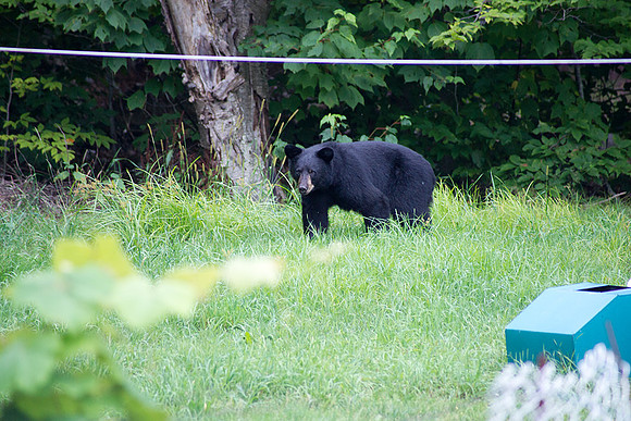 Bear_Aug242014_8499