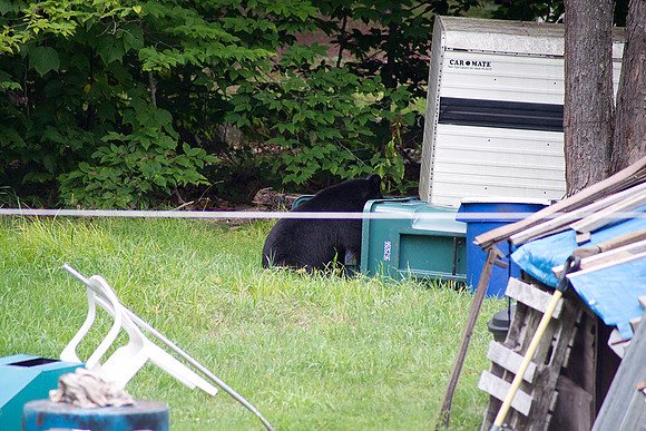 Bear_Aug242014_8495