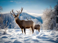 Cin wildlife 005