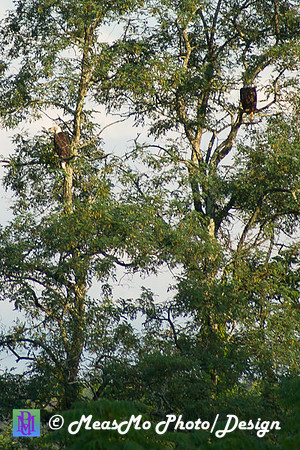 Alexis Helena Eagles_July 28, 2018_0075