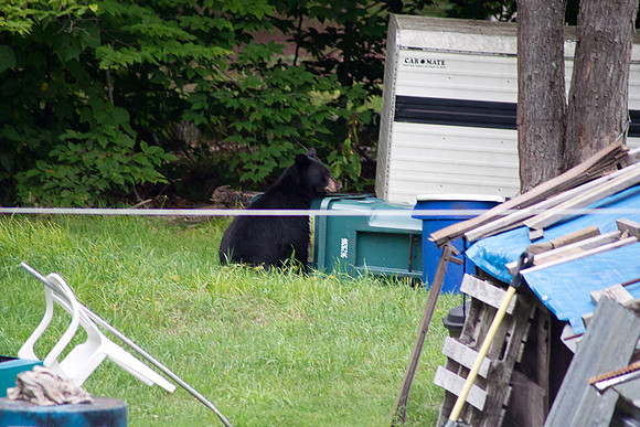 Bear_Aug242014_8492