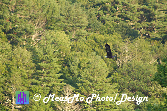 Alexis Helena Eagles_July 28, 2018_0106