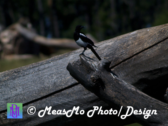 Rapid City_Sep012015_5957