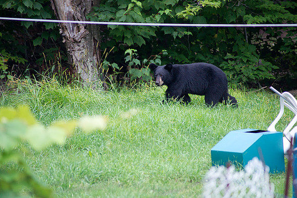 Bear_Aug242014_8496