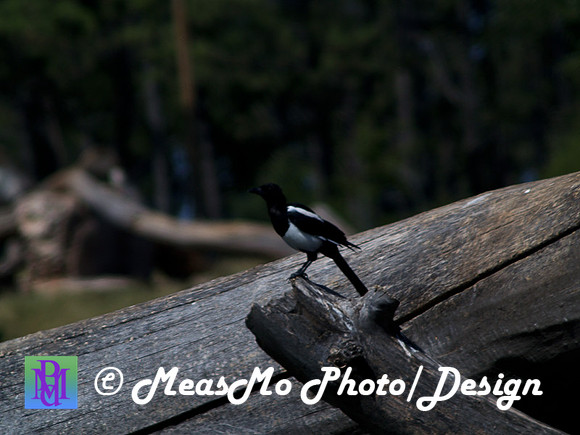 Rapid City_Sep012015_5955