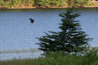 Alexis Helena Eagles_July 28, 2018_0168