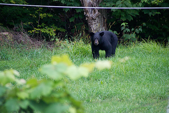 Bear_Aug242014_8500