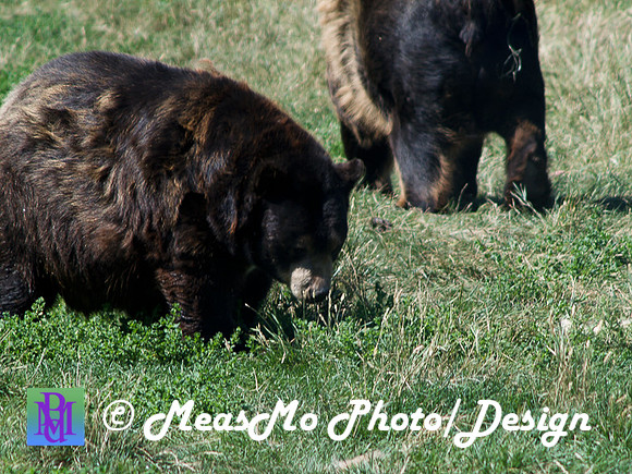 Rapid City_Sep012015_5907