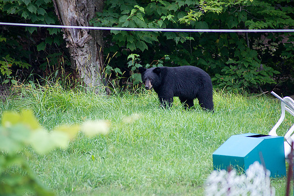 Bear_Aug242014_8497