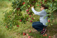 Apple Picking and Picnic_Sep272015_3124
