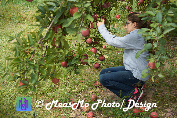 Apple Picking and Picnic_Sep272015_3124