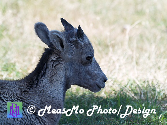 Rapid City_Sep012015_5729