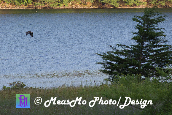 Alexis Helena Eagles_July 28, 2018_0166