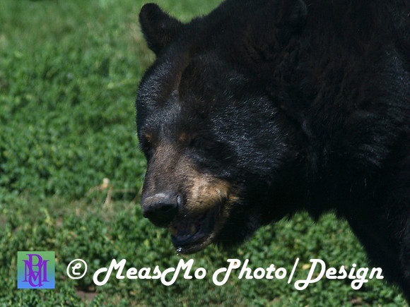 Rapid City_Sep012015_5969