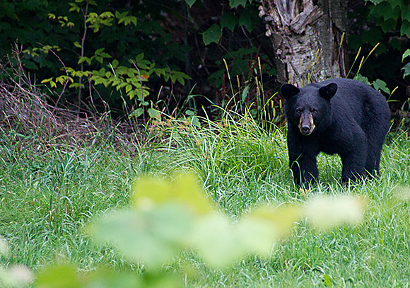 Bear_Aug242014_8500C