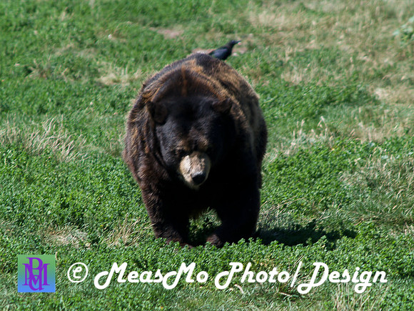 Rapid City_Sep012015_5900