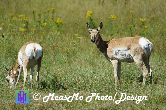 Rapid City_Sep022015_6773
