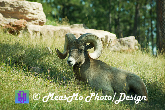 Rapid City_Sep012015_4799