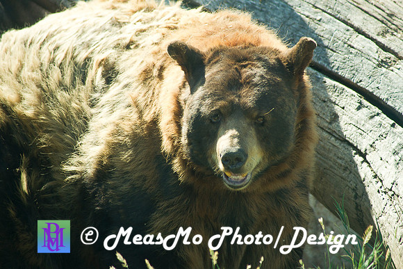 Rapid City_Sep012015_5114