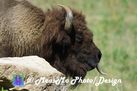Rapid City_Sep022015_6673