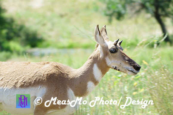 Rapid City_Sep022015_6746