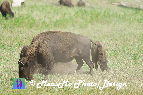 Rapid City_Sep022015_6728