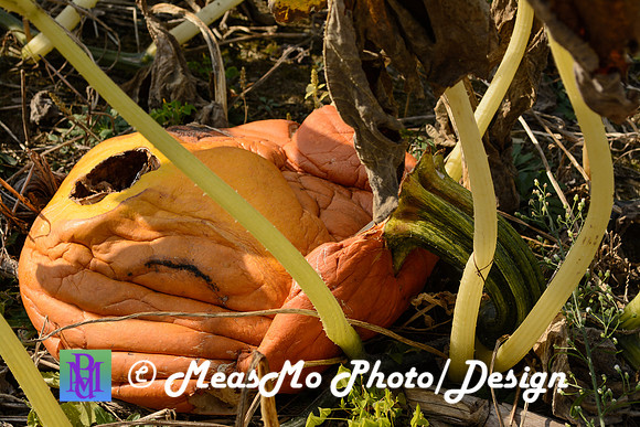 KMB and Family_September 22, 2019_0281