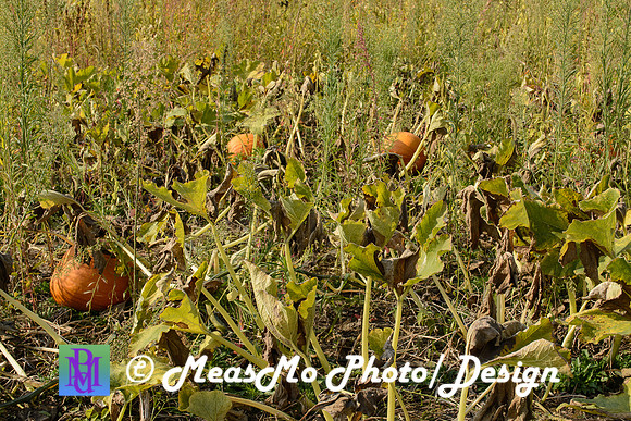 KMB and Family_September 22, 2019_0274