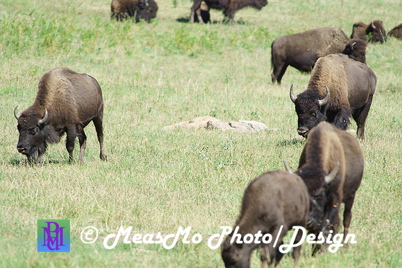 Rapid City_Sep022015_6731