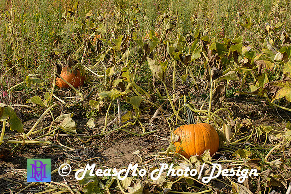 KMB and Family_September 22, 2019_0273