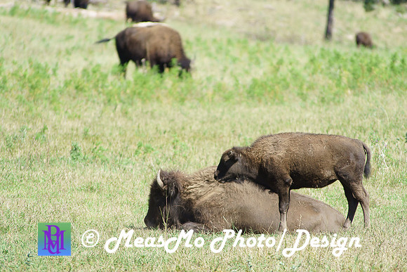 Rapid City_Sep022015_6736