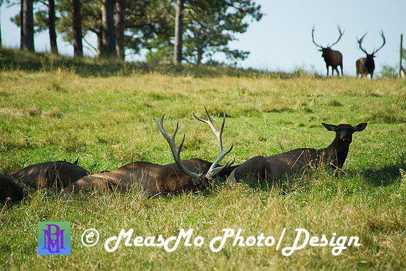 Rapid City_Sep012015_4728