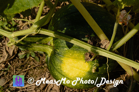 KMB and Family_September 22, 2019_0276